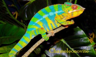 Chameleónovité