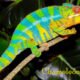 Chameleónovité
