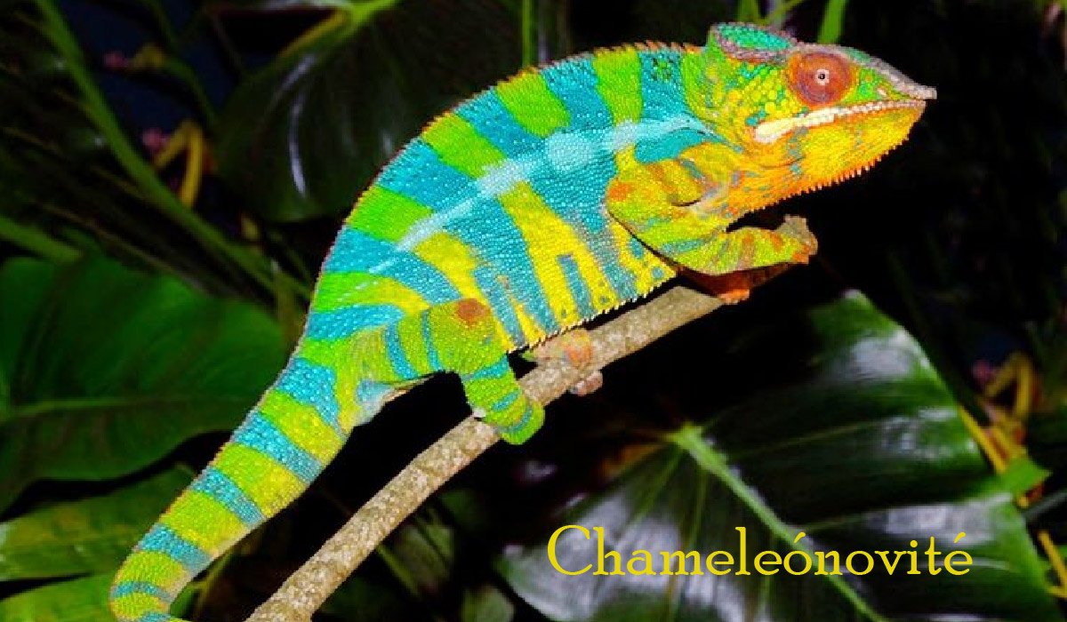 Chameleónovité