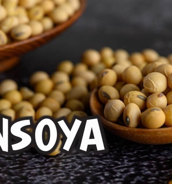 Insoya