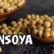 Insoya